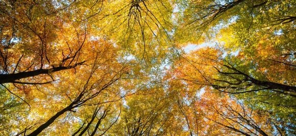 Vista de baixo da copa de árvores no outono com folhas amarelas, laranjas e verdes.