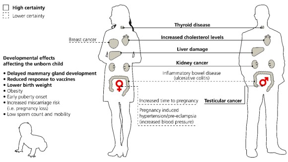 Harmful effects of PFAS on human health (thyroid disease, liver damage, kidney cancer etc)