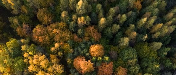 Colourful woods
