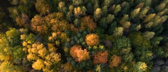 Colourful woods