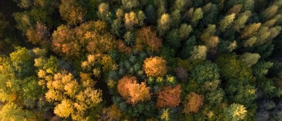 Colourful woods