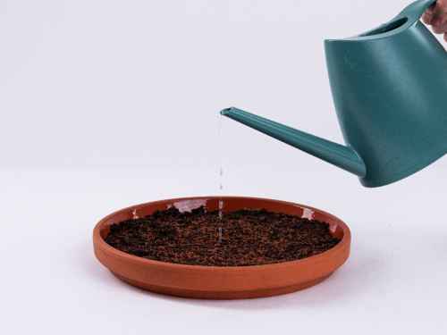 A cress heart UBS Family