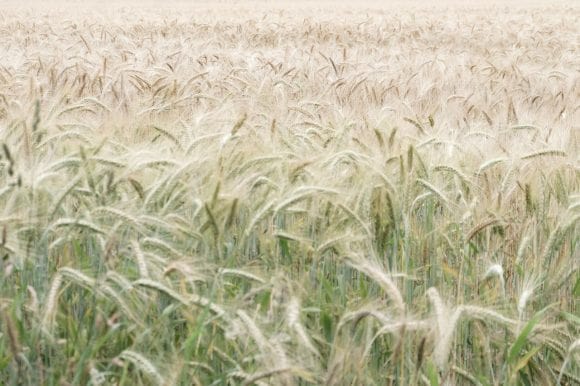 Wheat Crop in field