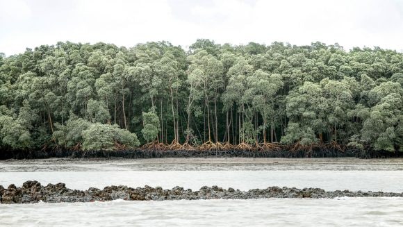 Mangrove trees In Northern Para State, Brazil