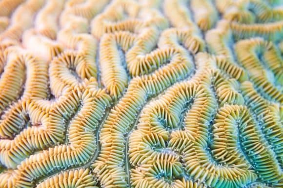 Coral oceánico 