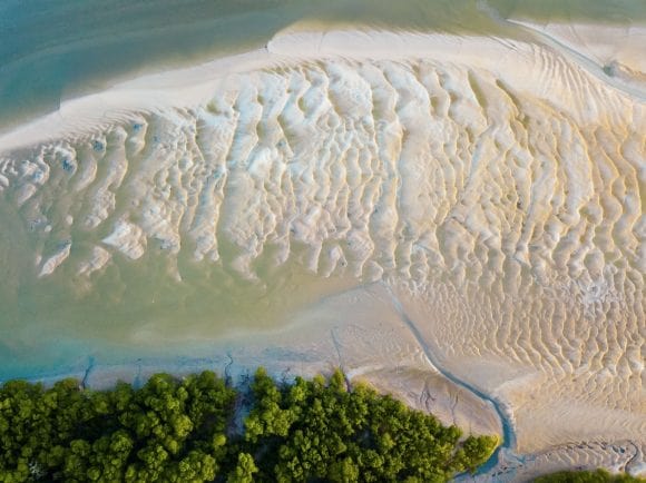 Área de manglares en la región amazónica