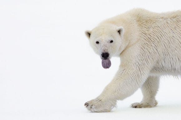 Um urso polar estendendo a língua.