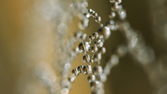 Image of water droplets hanging on a spiders web.