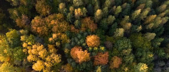 Colourful woods