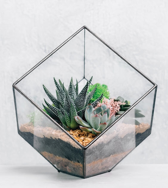 Plants in cubical glass
