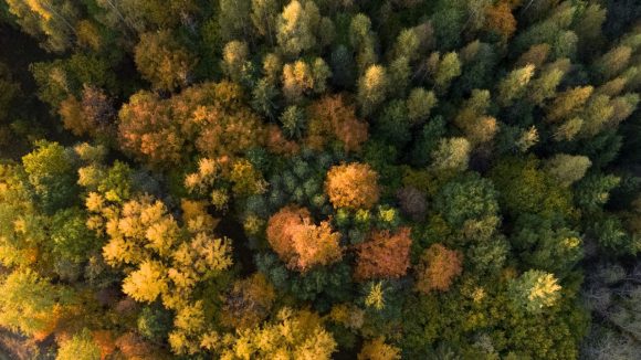 Colourful woods