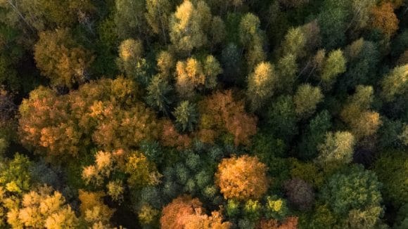 colourful woods