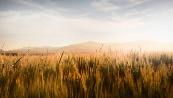 Golden wheat field with mountains in the distance under a clear sky, creating a calm and peaceful atmosphere.