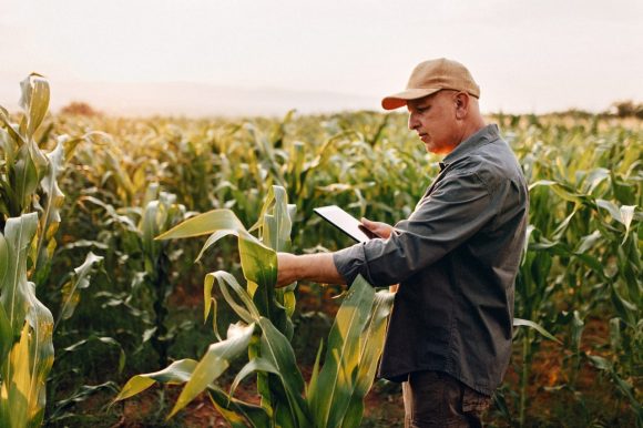 Farmer checking corn plant