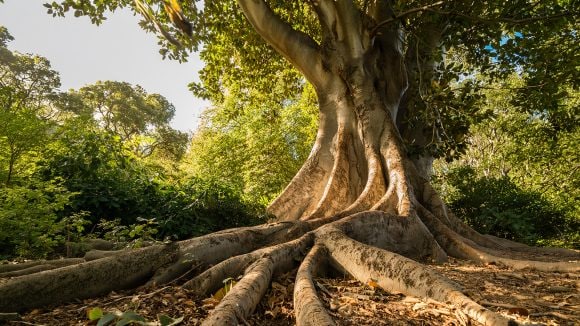 View of the base of an Australian Banyan tree with buttress roots spreading out against a background of lush green foliage.