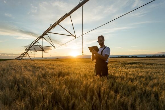 Farmer in wheat field with tablet computer