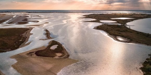 Herd of cows on Kinburn Spit, Mykolaiv region, Ukraine