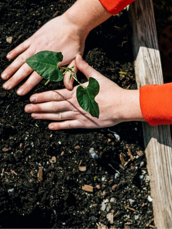 Closeup of two hands planting a sapling