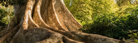 Aged tree with deep roots in the forest.