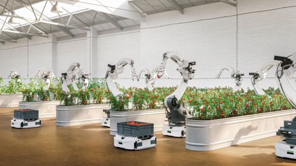 Robots harvesting tomatoes in greenhouse