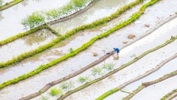 Elevated view of worker in flooded rice terraces during early spring planting season, Batad, Banaue, Mountain Province, Cordillera Administrative Region, Philippines